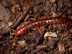 Scolopocryptopidae