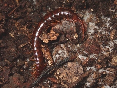 Scolopocryptopidae