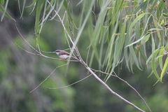 Prinia hodgsonii
