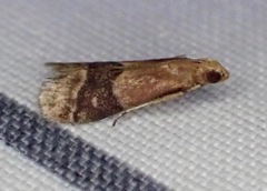 Eulogia ochrifrontella