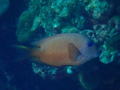 Ctenochaetus binotatus