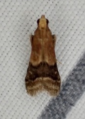 Eulogia ochrifrontella