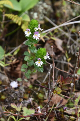 Euphrasia maximowiczii