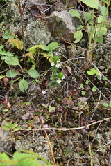 Euphrasia maximowiczii