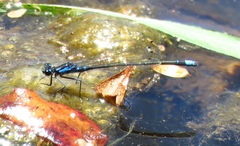 Cyanallagma interruptum