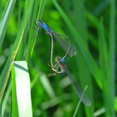 Cyanallagma interruptum