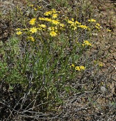 Senecio brigalowensis