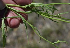 Senecio brigalowensis