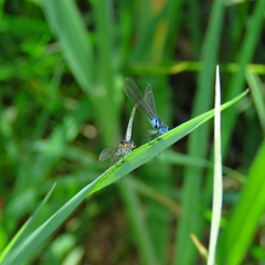 Cyanallagma interruptum