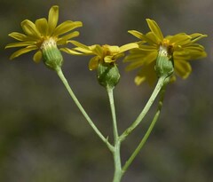 Senecio brigalowensis