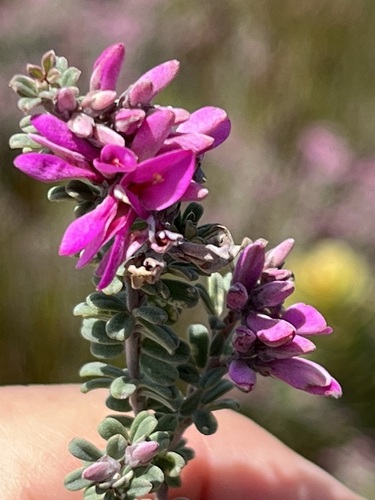 Image of Indigofera pillansii by (c) Charleen Brunke, some rights reserved (CC BY)