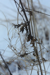 Epilobium tetragonum