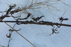 Epilobium tetragonum