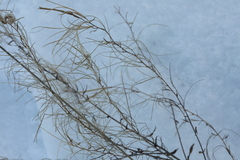 Epilobium tetragonum