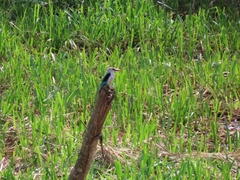 Halcyon senegalensis