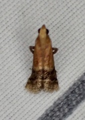 Eulogia ochrifrontella