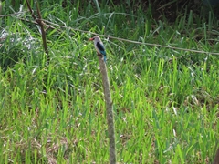 Halcyon senegalensis