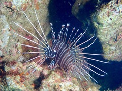 Pterois antennata