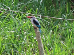 Halcyon senegalensis