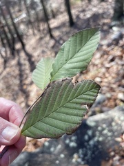 Alnus serrulata