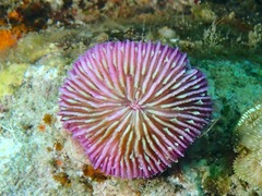 Fungia fungites
