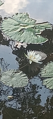 Nymphaea ampla
