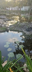Nymphaea ampla