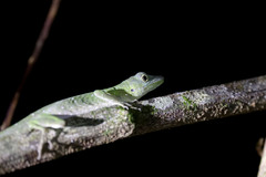 Anolis punctatus