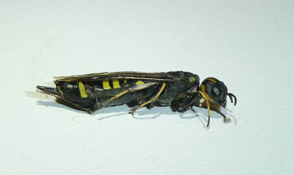 Xiphydria canadensis