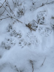 Mustelidae