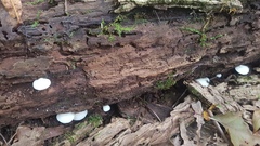 Crepidotus applanatus
