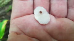 Crepidotus applanatus