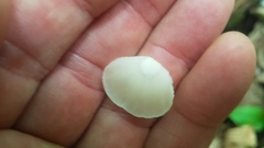 Crepidotus applanatus