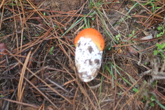 Amanita caesarea