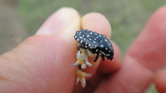 Oxythyrea testaceoguttata