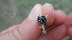 Oxythyrea testaceoguttata