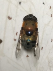 Austalis pulchella