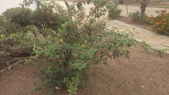 Cotoneaster glaucophyllus