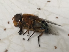 Austalis pulchella