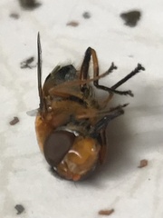 Austalis pulchella