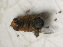Austalis pulchella