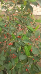 Cotoneaster glaucophyllus