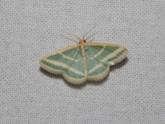 Mixocera frustratoria