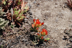 Castilleja mendocinensis