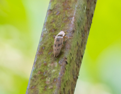 Conoderus fuscofasciatus