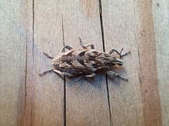 Coniocleonus excoriatus