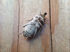 Coniocleonus excoriatus