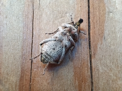 Coniocleonus excoriatus