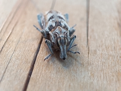 Coniocleonus excoriatus