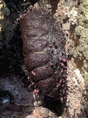 Acanthopleura echinata